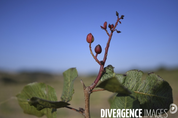 Conséquence de la sécheresse : Fruits secs en Lot-et-Garonne