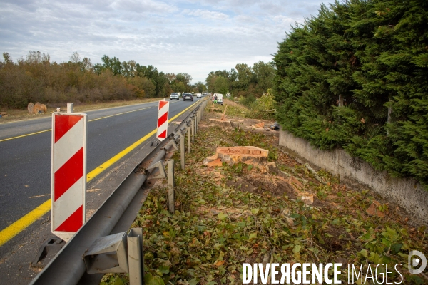 Abattage des arbres sur le chantier de l autoroute A 69. Felling trees on the A69 freeway site