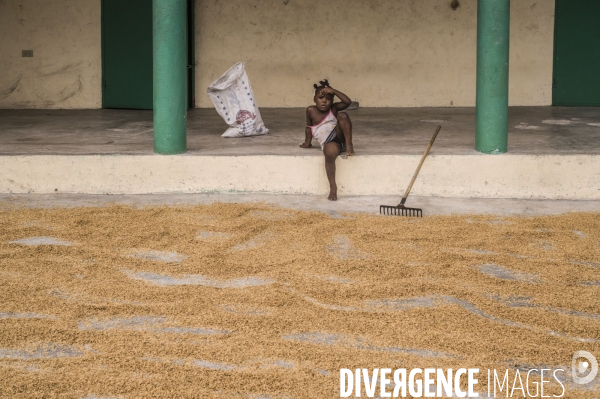 Culture du riz aux cayes, haiti.