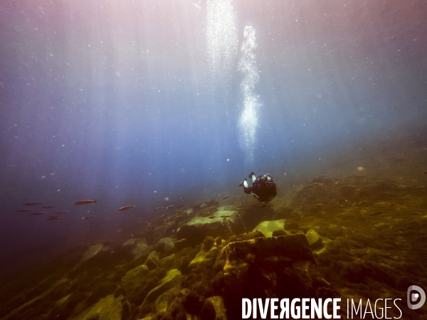 Faune et flore lors d une plongee sous-marine sur l ile de Faial aux Acores.