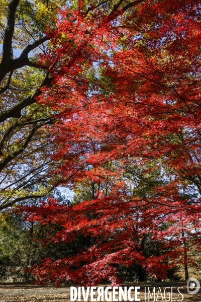 Le parc de showa kinen a tokyo en automne
