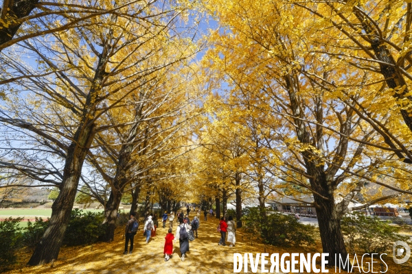 Le parc de showa kinen a tokyo en automne