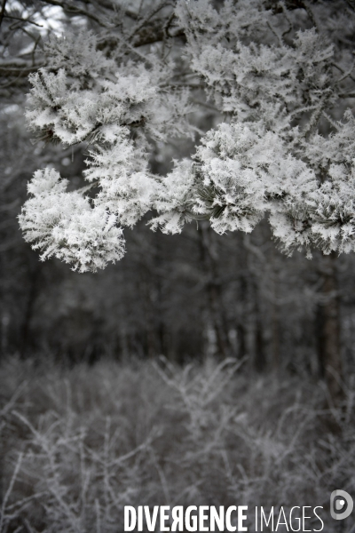 Gelees hivernales - winter frosts