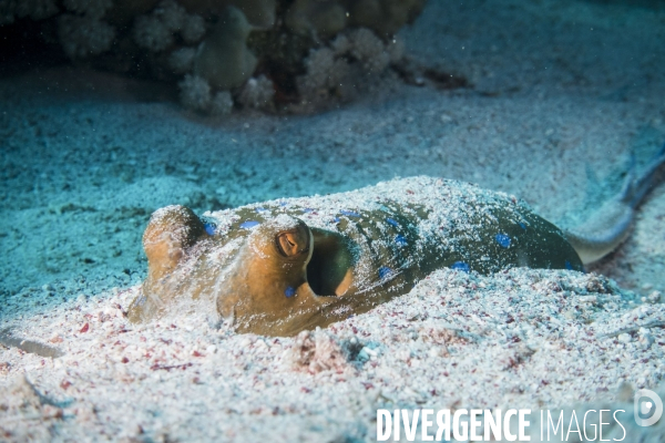 Croisiere de plongee sous marine en Egypte, Mer Rouge.