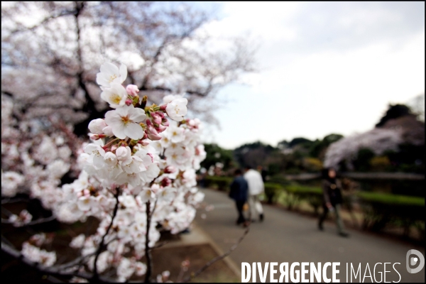 Floraison des sakuras au Japon