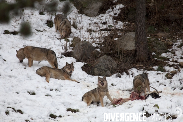 Le repas des Loups