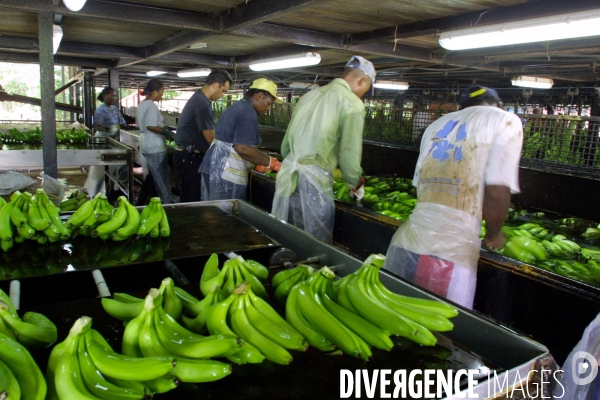 Bananes de Guadeloupe