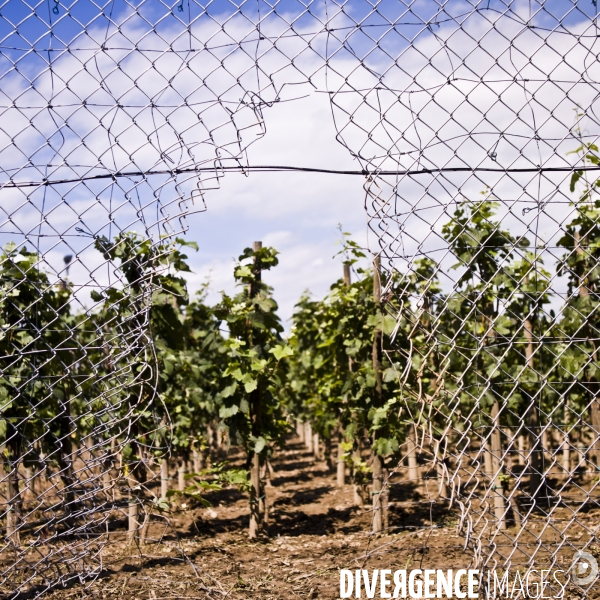 Vigne OGM détruite à l INRA de Colmar