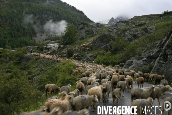 Emilien, jeune berger du sud de la france, amene son troupeau pour l ete dans la vallee de nevache.