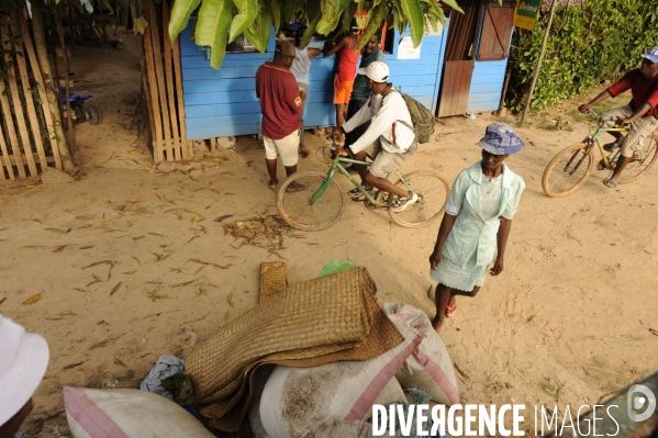 La cote des épices Madagascar  : la girofle