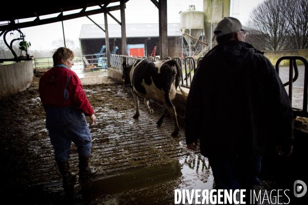 Ferme laitiere a Yvignac, en Bretagne.