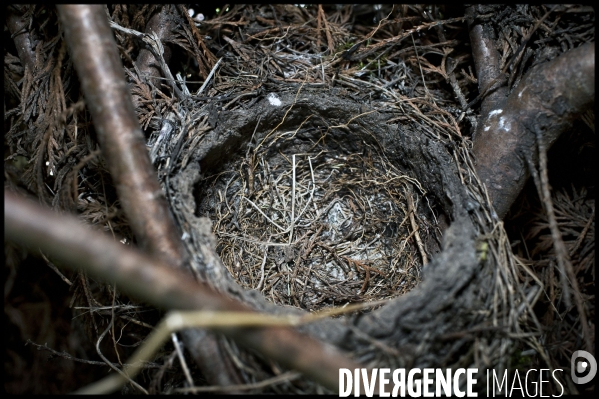 6 jours dans un nid où la genèse d un Merle