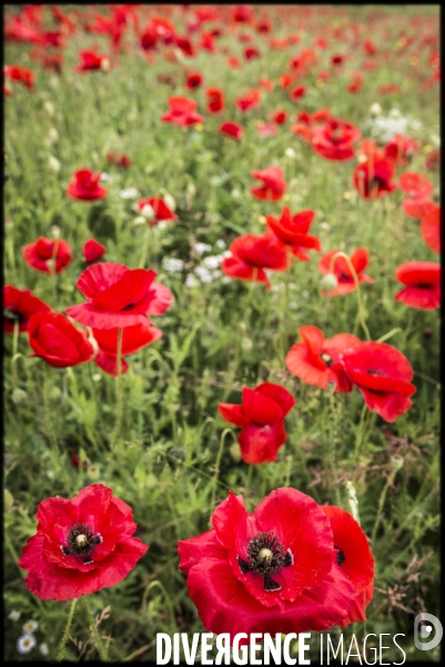 Coquelicots and poppies