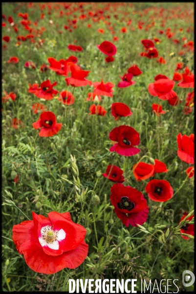 Coquelicots and poppies