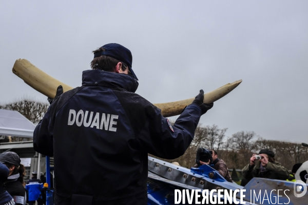 La France détruit son stock d ivoire illégal.