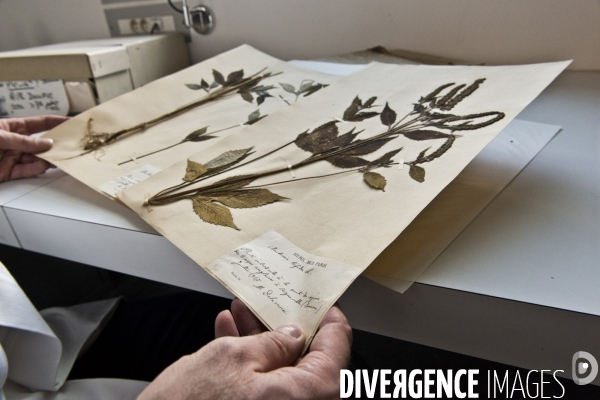Collections des  herbiers des Poilus ou des tranchées , Herbier Museum National d Histoire Naturelle