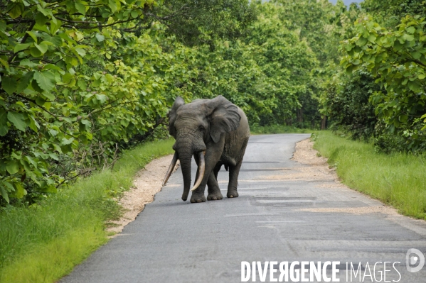 TOGO : Elephant d Afrique sur la RN17