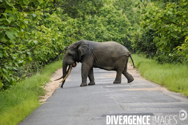 TOGO : Elephant d Afrique sur la RN17