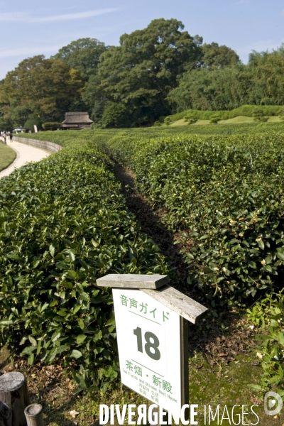Japon. Okayama. La plantation de the toujours en activite dans le Koraku-en, l un des plus beaux jardins du Japon