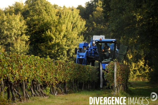 Vendanges, récolte du raisin par une vendangeuse automotrice dans un vignoble du Loir et Cher, appelation Cheverny