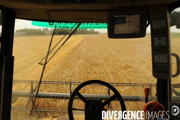 La moisson du blé sur une exploitation agricole du Loir et Cher