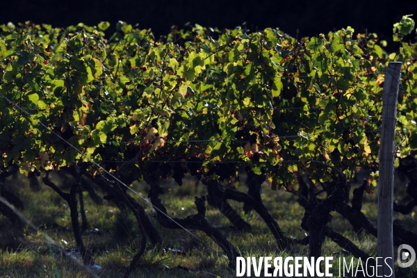 Taille de la vigne dans un vignoble du Loir et Cher, appelation Cheverny,