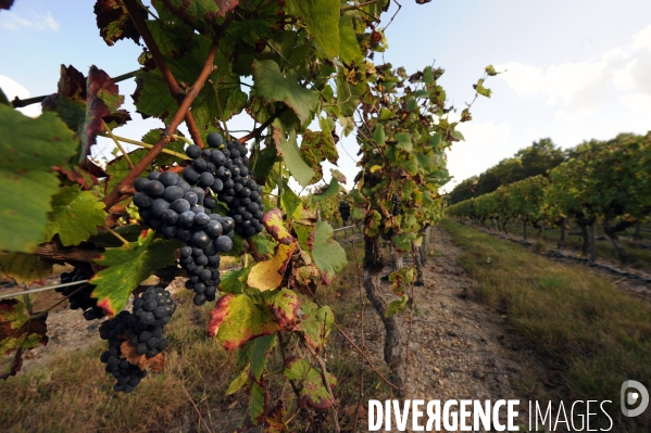 Taille de la vigne dans un vignoble du Loir et Cher, appelation Cheverny,