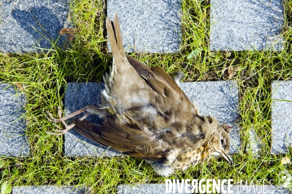 Illustration Octobre 2015.Oiseau mort sur des paves de gres