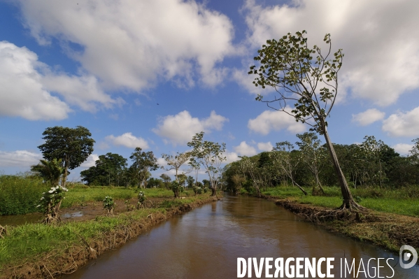 L  AMAZONIE brésilienne de l  Etat du PARA entre Curua-Una et Alter do Chao.