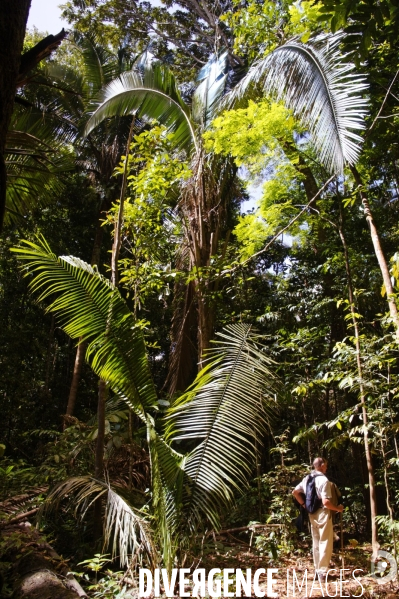 L  AMAZONIE brésilienne de l  Etat du PARA entre Curua-Una et Alter do Chao.