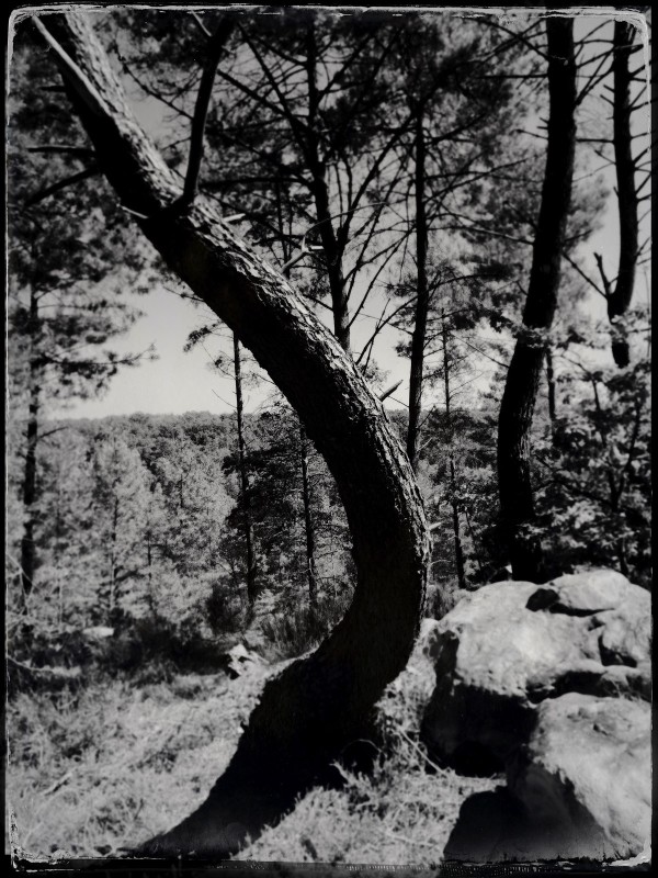 Un paysage Imaginaire ( 2020/2021) Forêt de Fontainebleau le 22 octobre 2022.