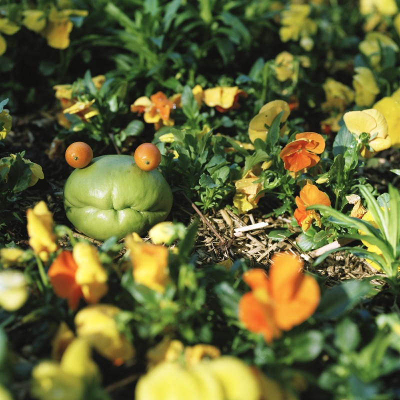 Les Fruits de mon imagination #2 Mise en scène de fruits et légumes transformés en animaux ou en trombines replacés dans la nature pour leur redonner une nouvelle âme et ajouter du vivant au vivant. Ou comment rêver autrement le contenu de nos assiettes.