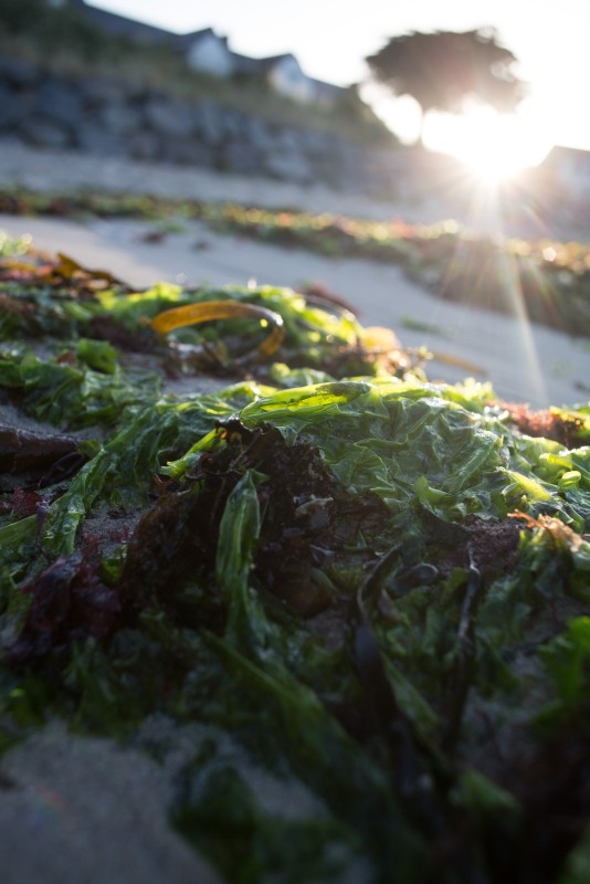 Algues vertes en Bretagne Les algues vertes, ulves (ulva lactuca) sont très répendues sur le littoral Breton. Ces ulves, aussi appelées laitues de mer, sont un phénomène naturel. Leur développement important est du à plusieurs facteurs, confinement des eaux, et surtout taux élevé de nitrate, indice d'une pollution d'origine agricole et l'utilisation de lisier en tant qu'engrais. Echouage d'algues vertes dur une plage du Morbihan, commune de Piriac sur mer