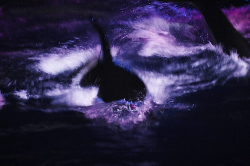 Environnement ... .. L'orque en surface a pleine vitesse ,   ... Killer whale parc , orca and trainer
