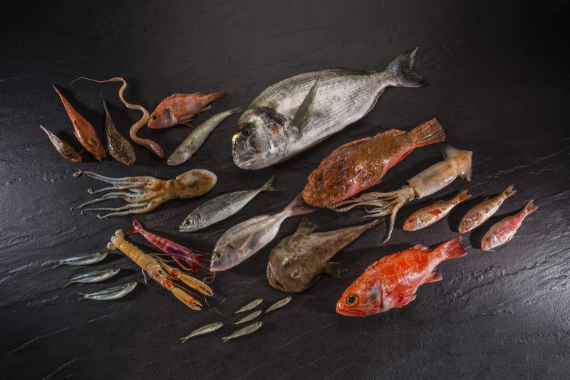 Beauté de poissons Sur fond d'ardoise noire, variete de poissons de mediterranee mis en lumiere et en beaute.
