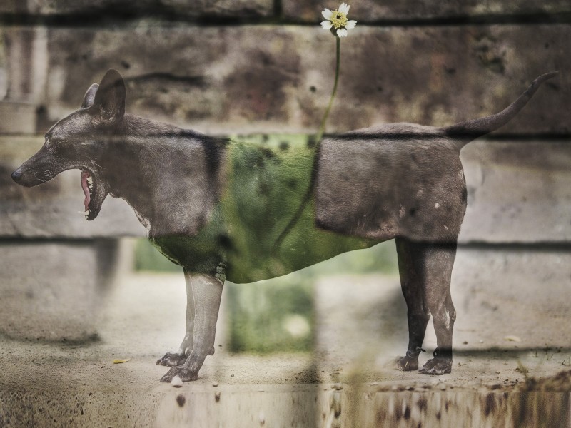 Les Passagers - Bestiaire post-moderne De transparences en opacite, les animaux nous regardent. Mais que se disent-ils quand ils nous amenent a questionner cette « banalite du mal »(2) à propos du traitement qui leur est reservee ? Ce travail centre sur une representation fantastique de l Animal est parti du constat selon lequel l'homme a, en toute impunite et dans divers contextes, droit de vie et de mort sur l Animal - a l exception des especes dites « protegees » du fait, entre autres, des dommages causes par l'homme... Pour revenir sur cet « allant de soi » du monde moderne, il s agit d attirer le regard en transfigurant le banal tout en interrogeant le statut de l animal dans sa relation avec l homme.  (2) Peter Singer in « Les animaux aussi ont des droits » Cyrulnik B., De Fontenay E., Singer P., Paris, Seuil, 2013