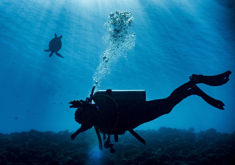 Scuba Diving à Moorea Plongeur et tortue imbriquee. Lagon de Moorea, Polynesie francaise.