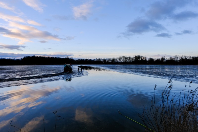 Pêche à l'étang en Dombes (France) Pêche en Dombes