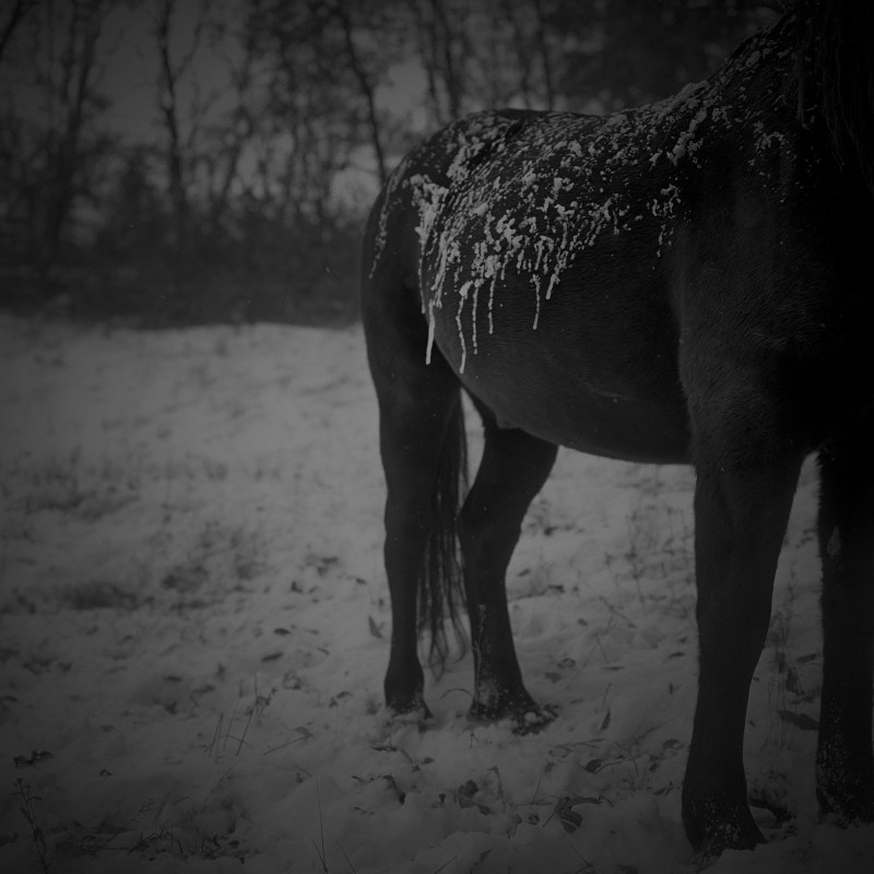 FROID NOIR ( Chronique d'un arrière monde) 2011/2015 Froid Noir (chronique d’un arrière monde) est une aventure photographique et littéraire réalisée entre Novembre 2011 et l’hiver 2015/2016, à pied et dans un rayon de 50 km autour de Digne Les Bains dans les Alpes de Haute Provence.

C’est un essai photographique avec des paysages, des cailloux, du bois, des gens et des animaux morts. Il peut aussi y faire un peu froid. C’est un travail qui doit être pris dans son ensemble. Pas d’image d’illustration. Contact photographe +33 6 80 57 10 98

  