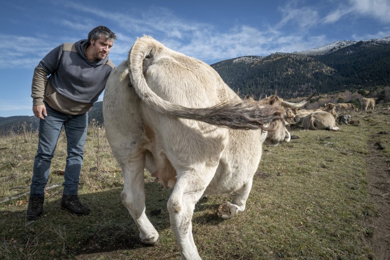 Dermatose nodulaire Bovine: L'épée de Damoclès FRANCE/.REAL/66/elevage/ DERMATOSE BOVINE NODULAIRE/2024NOV07/ Pierre (jeune) et Robert REGNE eleveurs dont le troupeau vaccine est consigne sur l'estive  examinent regulierement leurs betes dans l'attente du délai d'incubation de 21 jours de la dermatose nodulaire bovine qui pourrait menacer leurs vaches Aubrac et conduire a l'abattage total du troupeau.
A une semaine de l'expiration aucun signe n'est encore visible.
© Georges BARTOLI / Divergence-images.com