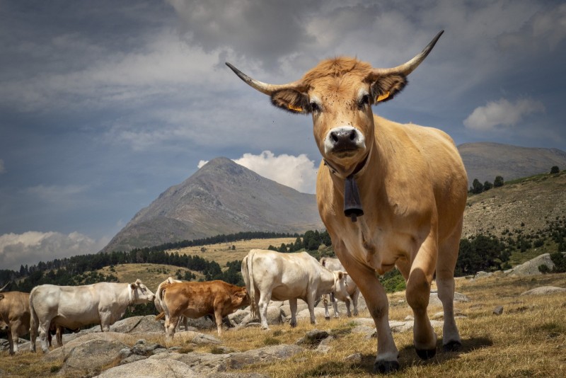Mon (tout) petit fil d'actu... FRANCE/LES ANGLES/RANDONNEE/2026AUG02/ Vaches de race Aubrac sur le site de la Balmette aux Angles (66210) devant les pics de Peric.© Georges  Bartoli / Divergence-images.com