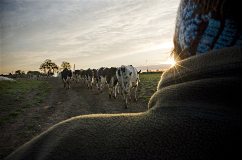 Aurore, salariée agricole Aurore, jeune agricultrice, est employée en CDI dans un groupement de quatre exploitants. Elle passe ses journées à s'occuper des animaux, à les nourrir, les soigner et à réparer le matériel défectueux. Ici, à 8 heure du matin, elle va chercher les vaches pour la traite.