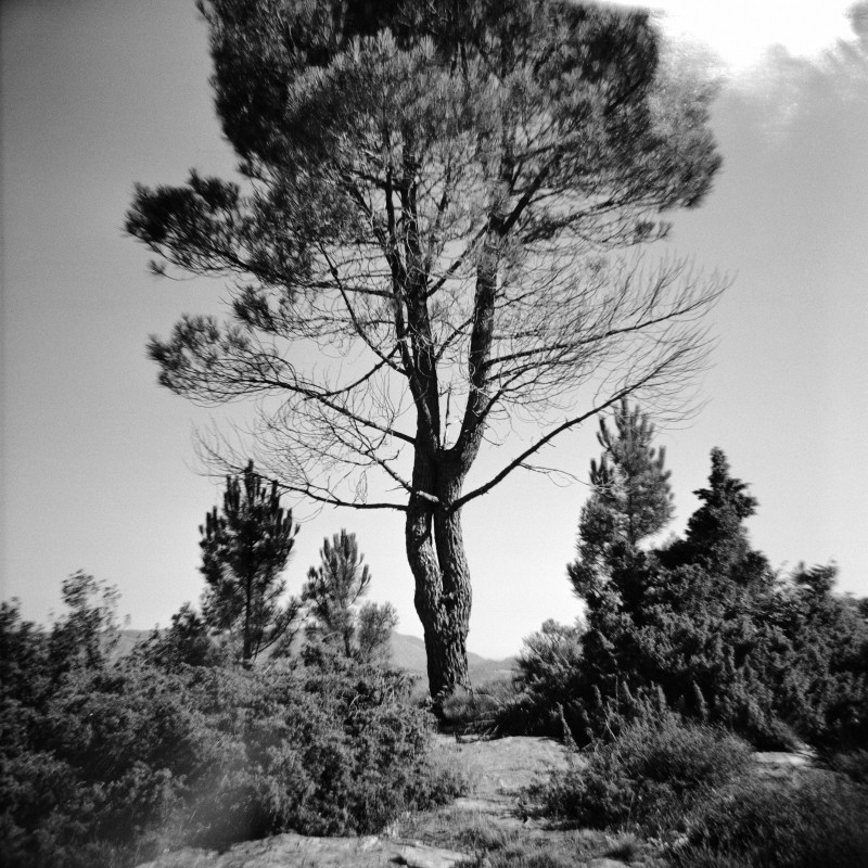 Arbre enlacé