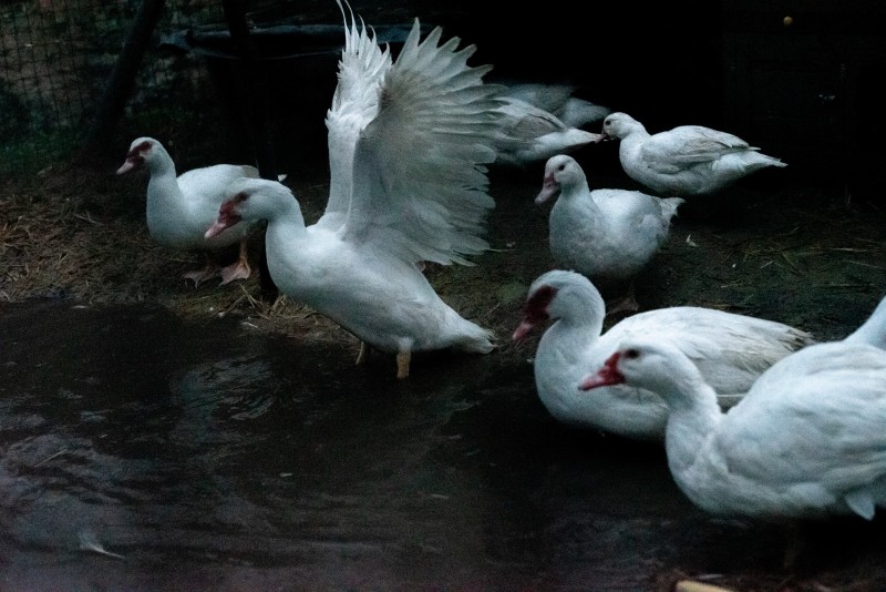 Le cheval, les poules et la cane blanche A la manière d'un conte, la vie de la basse-cour, où la cane blanche moins noble que l'oie pour cause de son duvet moins gonflant tente de gagner ses galons . La pluie, le froid, la nature berceau de l'elevage qui cohabite en attendant le printemps.