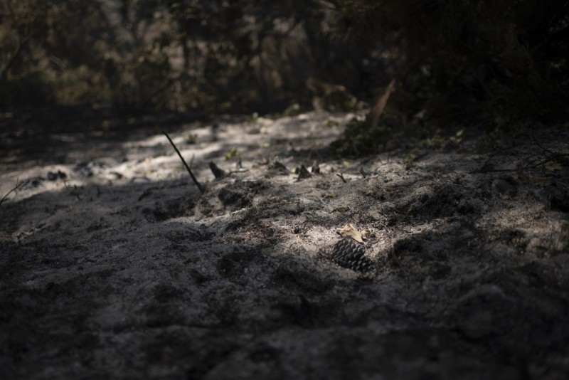 Incendies Le 19/07/2022, à La Teste de Buch (33), suite à l'incendie des campings accolés à la Dune du Pyla, il ne reste pas grand chose.