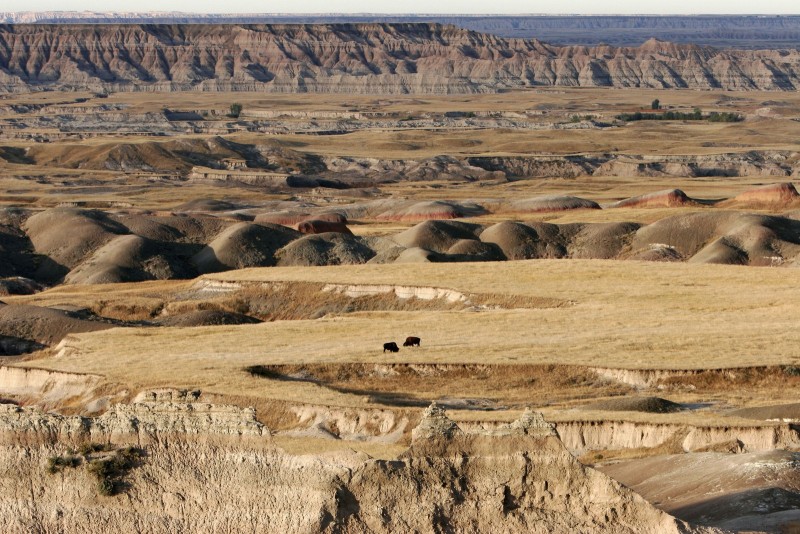 Paysages Américains Dans le Dakota du Sud , les BISONS sauvages se sont multipliés. Pour les réguler, des cow boys les poussent à travers l'état jusqu'aux corrals de Custer Park, à cheval, comme du temps de la conquête de l'Ouest. In South Dakota, the population of wild buffalos increased. To regulate them, cow boys push them through the State to the corrals of Custer State Park. Riding horses, like in the Wild Wide West. Text on demand : (00) 33 6 80 02 64 79   Deux bisons dans un paysage des 