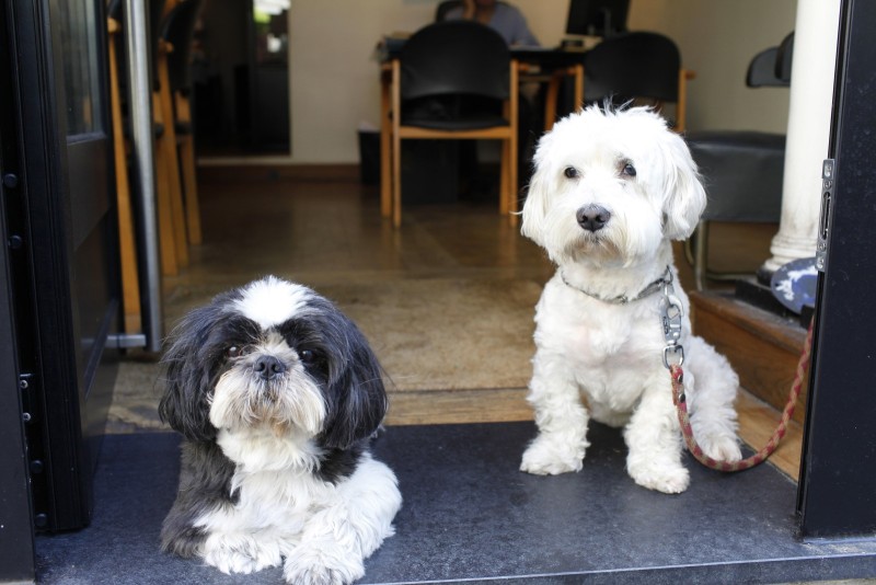 Le Chien est un homme comme les autres 