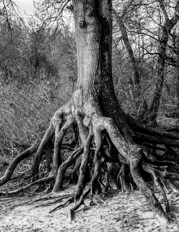 L'appel de la forêt 