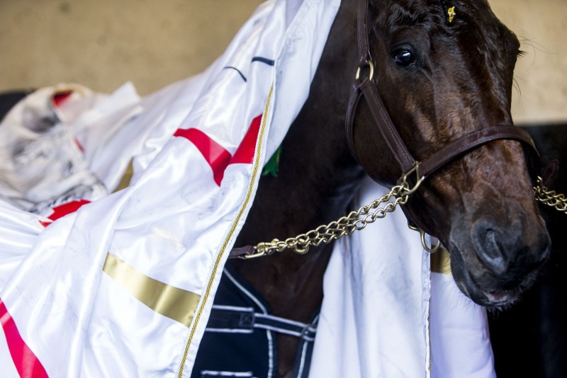 Champions d'Amérique Le Grand Prix d'Amérique a fété son centenaire sur l'hippodrome de Vincennes. La course a été remportée par Face Time Bourbon devant Davidson du Pont. Le vainqueur sous sa couverture après sa douche. 