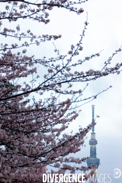 Tokyo Skytree